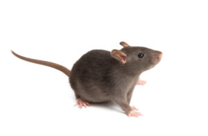 Rat Removal Brooklyn | Rat, Rodent Control Brooklyn